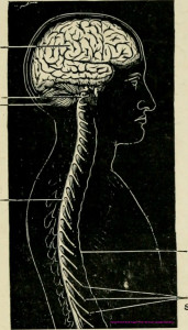 Spinal Cord Nervous System