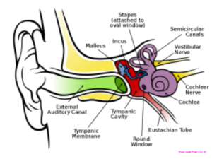 anatomy-of-the-human-ear