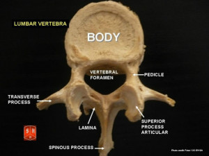 Lumbar Spine Vertebrae