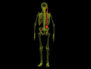 human-skeleton-down